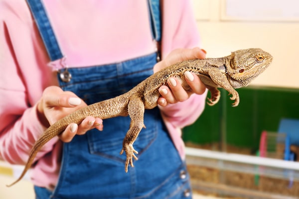 full grown bearded dragon next to a ruler