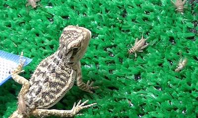 how many crickets to feed a baby bearded dragon