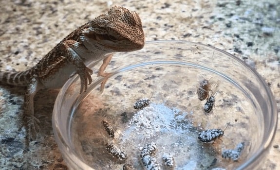 how to get bearded dragon to eat calcium