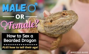How to Sex a Bearded Dragon in 5 Easy Steps (Male or Female)