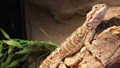 rescued bearded dragon on branch