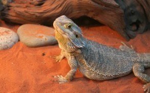 Bearded Dragons  How to Prevent Impaction - Causes, Signs & Symptoms