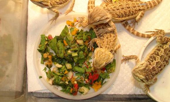 The Bearded Dragon's Diet: What Can They Eat?, Falls Road Animal Hospital