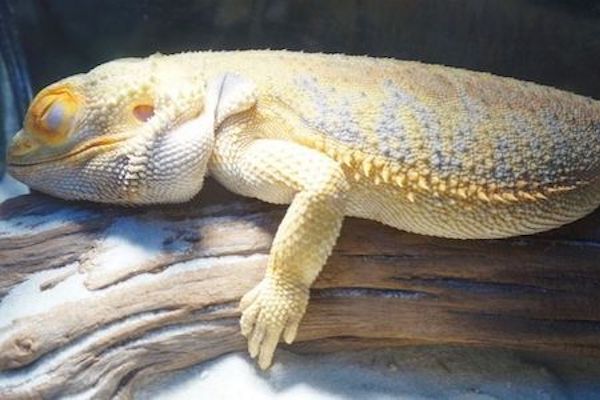 young bearded dragon brumating