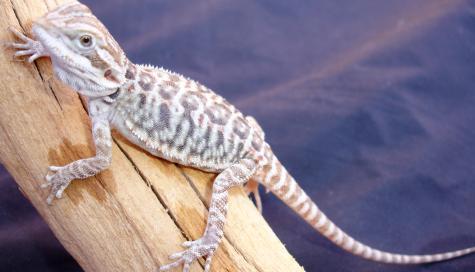 A baby bearded dragon