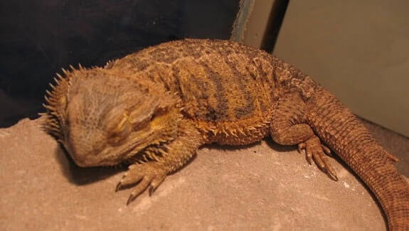 bearded dragon hides after pooping