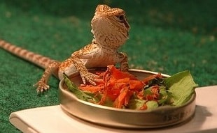 Bearded Dragon Vitamin A