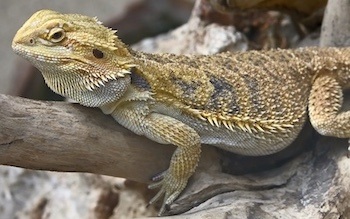 normal bearded dragon