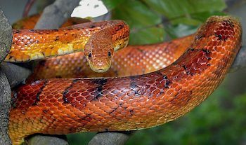 Corn Snake