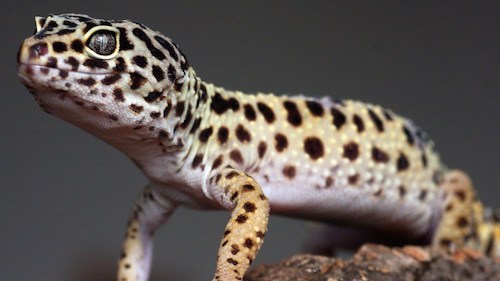 Leopard Gecko pet