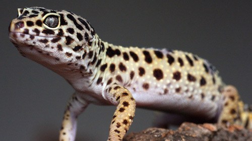 pet lizards for kids