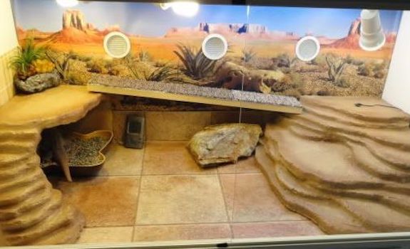 ceramic tile for bearded dragons is one of the best substrate for bearded dragons