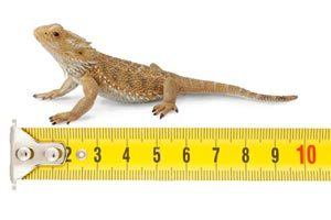 how big do bearded dragons get