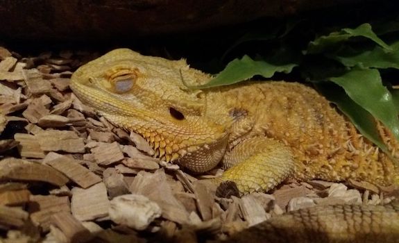 wood chips for bearded dragon substrate-min