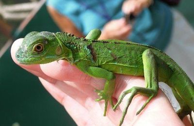 Baby Green Iguana