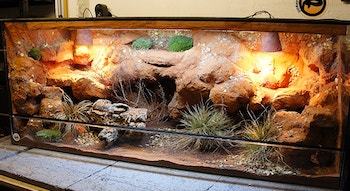 10 Creative Bearded Dragon Enclosure Ideas to Try in 2022