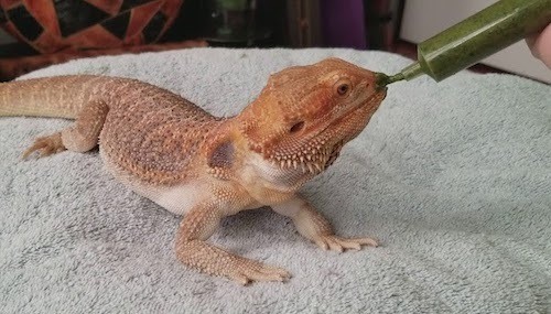 Bearded Dragon Eating Slurry