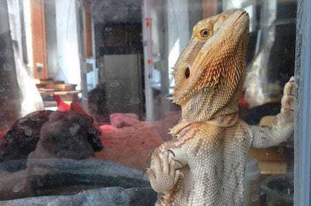 My bf got a bearded dragon, and it stresses me out he's not