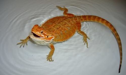 Bearded-dragon-changing-color-in-bath