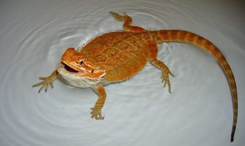 https://reptile.guide/wp-content/uploads/2019/06/Bearded-dragon-changing-color-in-bath.jpg