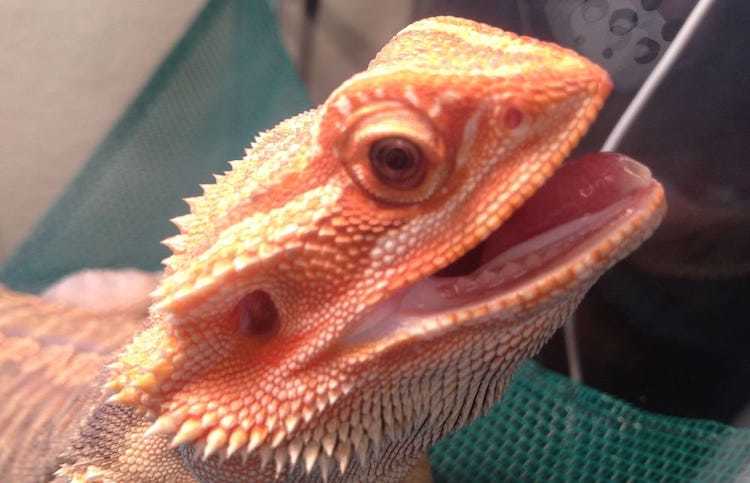 Bearded dragon respiratory infection