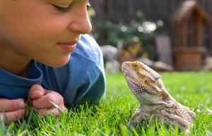 Best Reptile Pets: The 5 Easiest Reptile to Take Care Of