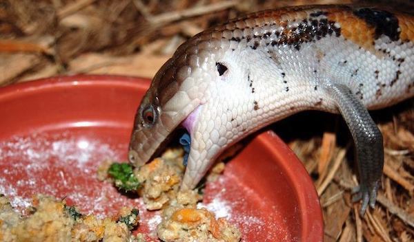 Blue Tongue Skink Eating