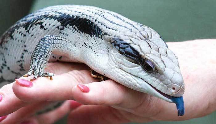 Blue Tongue Skink