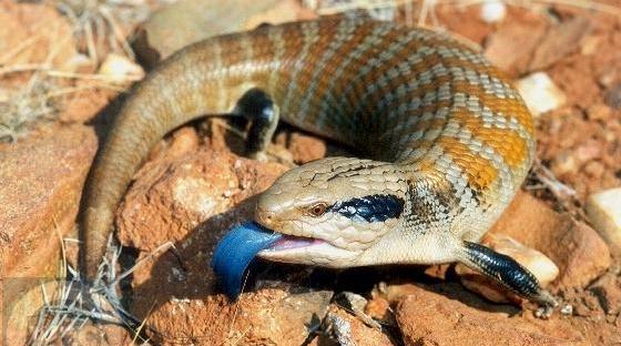 Blue tongue skink in habitat