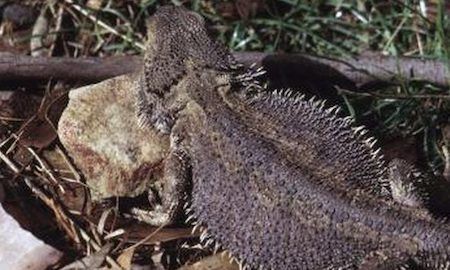 Cold-Bearded-Dragon-with-a-Dark-Body