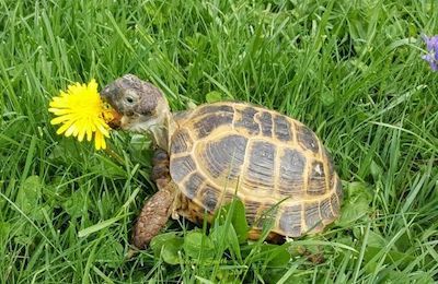 Russian Tortoise eating dandelion