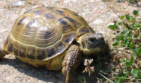 Russian Tortoise