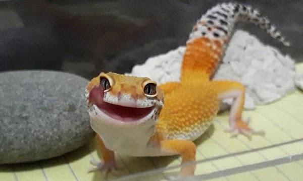 Smiling Leopard Gecko