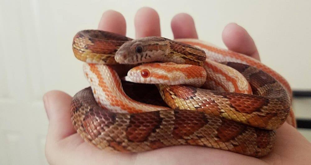 Young corn snakes