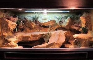 10 Creative Bearded Dragon Enclosure Ideas To Try In 2022