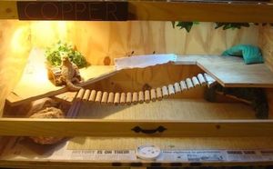 10 Creative Bearded Dragon Enclosure Ideas to Try in 2022