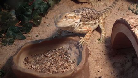 bearded-dragon-cage-setup-and-decor-ideas-12