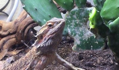 bearded dragon cage setup and decor ideas 14