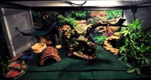 10 Creative Bearded Dragon Enclosure Ideas to Try in 2022