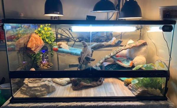 bearded-dragon-cage-setup-and-decor-ideas-5