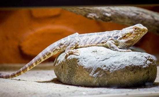 diy bearded dragon cages