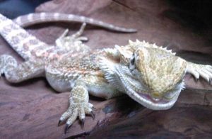 Common Bearded Dragon Diseases, Illnesses & Health Issues