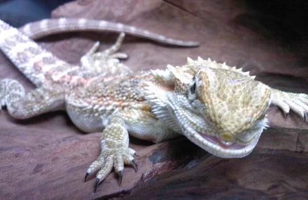 Bearded Dragon Teeth