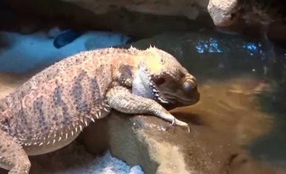 Bearded dragon drinking dirty water