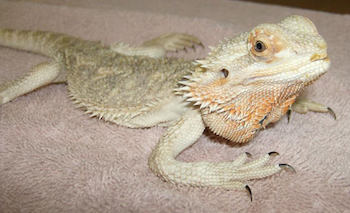 Bearded dragon with metabolic bone disease