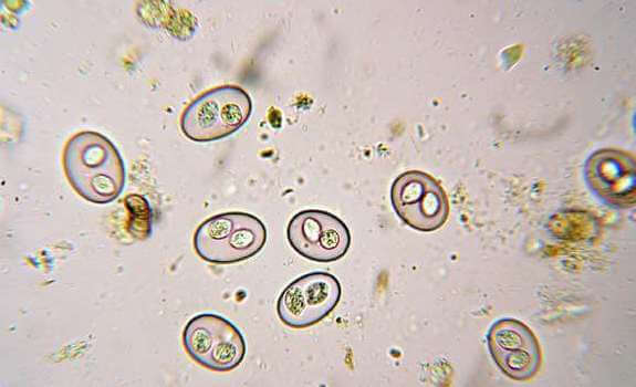 Coccidia in bearded dragons