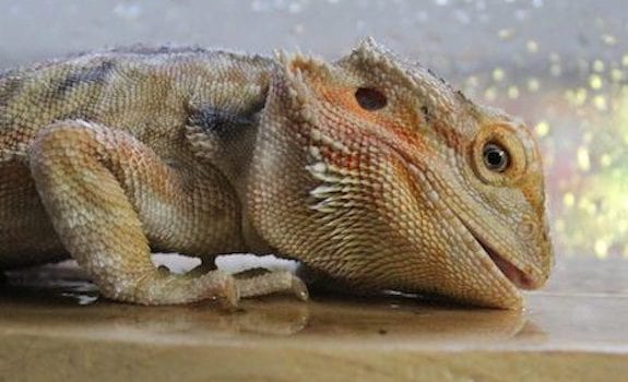 Dehydrated bearded dragon