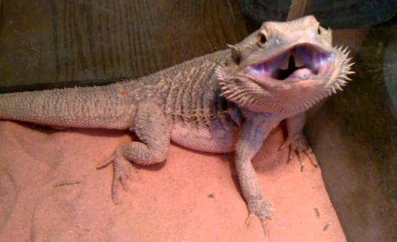 bearded dragon dry heaving