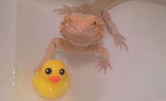 bearded dragon havibng a bath