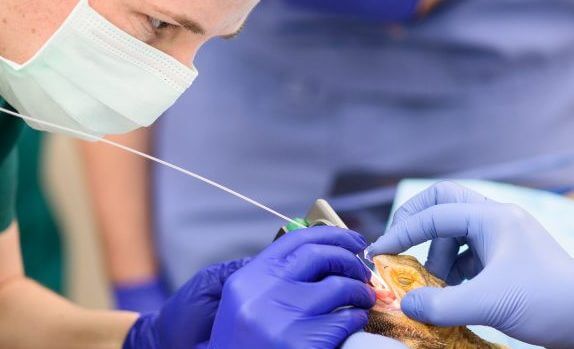 bearded dragon in surgery